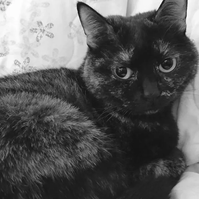 Cookie, the beloved cat who inspired Cafemi